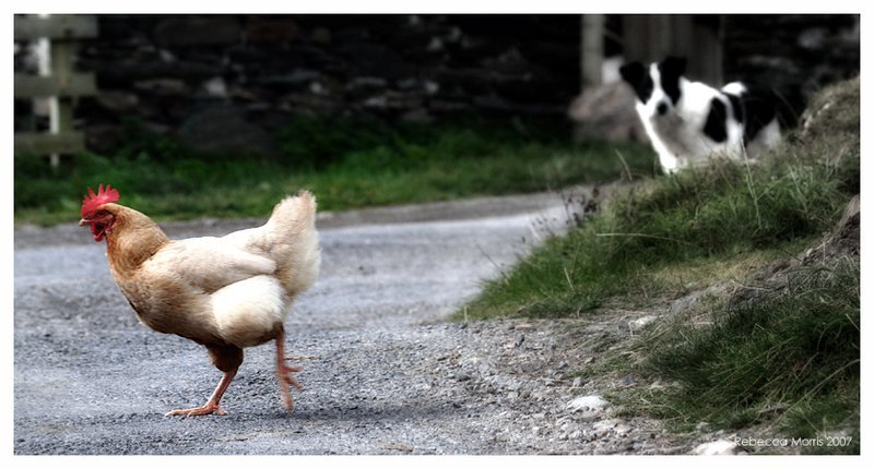 Best chicken road españa in Spain